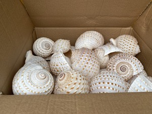 คอลเลกชันเปลือกหอยธรรมชาติทำมือสำหรับตกแต่งบ้านสไตล์โบโฮชายทะเลและฟาร์มเฮาส์ - Product Image 3