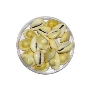 Coquille de cauri jaune naturel du Vietnam, conque en vrac, pour argent, à vendre avec 99 données en or WA, de haute qualité, au meilleur prix - Product Image 5