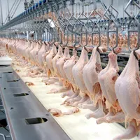 Halal Intero Congelato Agnello Carcassa/La Migliore vendita intero pollo congelato halal di Alta Qualità Congelati Pollo Prezzi All'ingrosso di Pollo