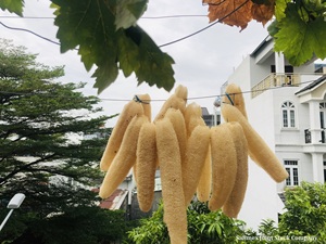 Natural Loofah <b>Sponge</b>/ Vietnamese Dried Loofah - Product Image 4