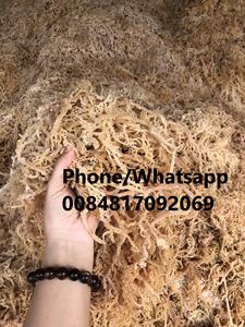 ขายส่งทะเลมอสส์ Bladderwrack/ไอริช Seamoss/ แห้ง Chondrus Crispus No Salt Irish Moss Wildcrafted 0084817092069 WS - Product Image 4