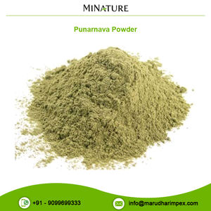 Genuine Quality Herbal Extract Punarnava Powder at Best Market Price - Product Image 2