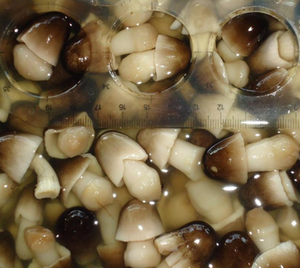 Champignons de paille en tranches Offre Spéciale/champignons de paille en conserve - Product Image 2