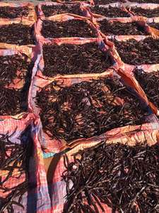 Fèves de vanille de Madagascar, fèves de vanille en kg, fèves de vanille au meilleur prix à vendre - Product Image 3