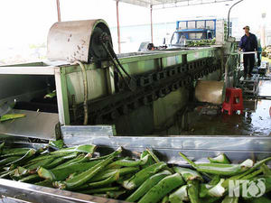 Haute qualité ALOVERA Aloe Vera feuille de couleur verte fraîche du Vietnam - Product Image 5