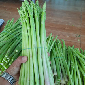 Food Grade Customized OEM Corflute Asparagus Corrugated Plastic Packing Box For Australian Fresh