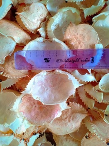 ชั้นแรกมูลค่าแห้งปูเปลือกทำให้ผงและพลาสติกย่อยสลายได้ - Product Image 3