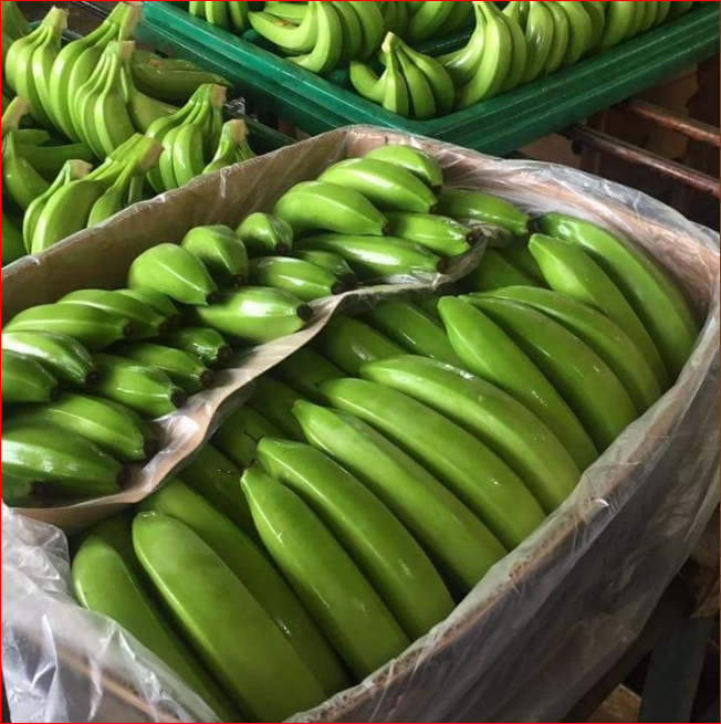 plantains green plantain banana/fresh green plantains for sale