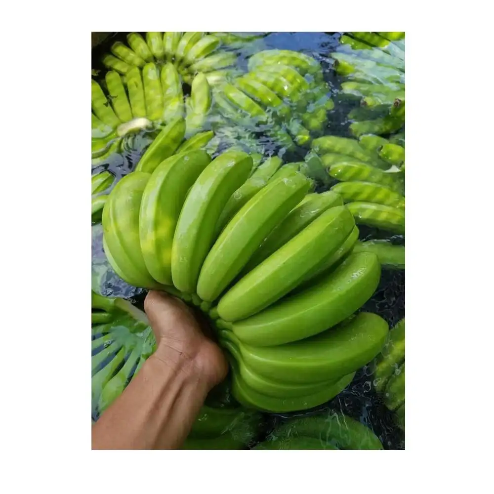 Goedkope Rate Tropische Plantains/Groene <span class=keywords><strong>Banaan</strong></span>/Verse Groene Cavendish Bananen Voor Koop + 99 Gold Data Ws