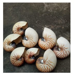 เปลือกหอยมุกเทอร์โบขนาดเล็ก-เปลือกหอยธรรมชาติ-เปลือกหอยเวียดนามสำหรับหัตถกรรม ([Ws0084587176063] - Product Image 3