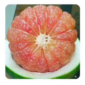 ส้มโอ/ส้มโอจาก vietmam ผลส้มสดส่งออกไปยัง EU USA // jolene + 84 336089155 - Product Image 1