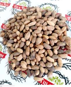 สมุนไพรต้นกำเนิดที่ดีที่สุดของอินเดีย Neemboli -Nimboli (Azadirachta Indica) สำหรับการหว่านและสุขภาพ - Product Image 2