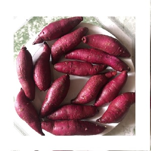 Vente en gros de morceaux de patates douces jaunes violets rouges personnalisés Légumes frais pour surgelés et frits 1.25 $/kg - Product Image 1
