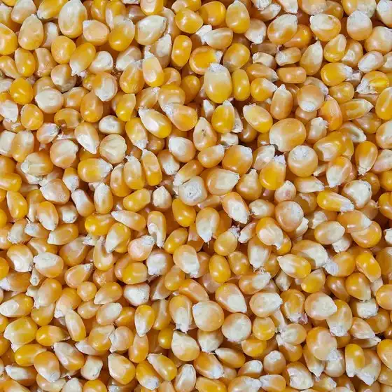 Dried Grade 2 Yellow Maize/Corn, Non-GMO, Fit for Human Consumption and Animal Feed