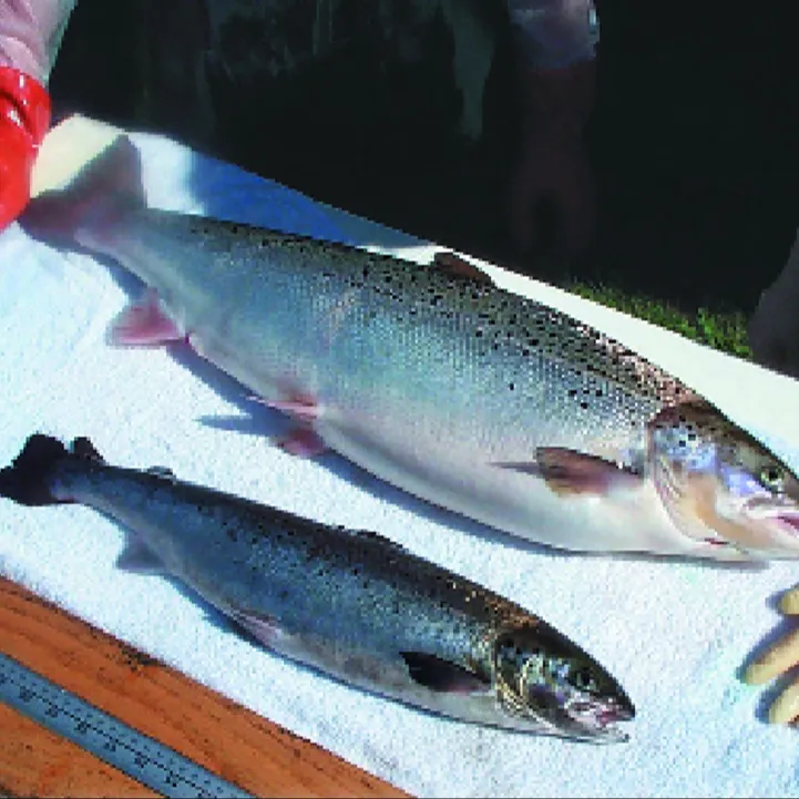 ปลาแซลมอนสดปลา/ปลาแซลมอนนอร์เวย์-100% ส่งออกคุณภาพ Salmon Fish