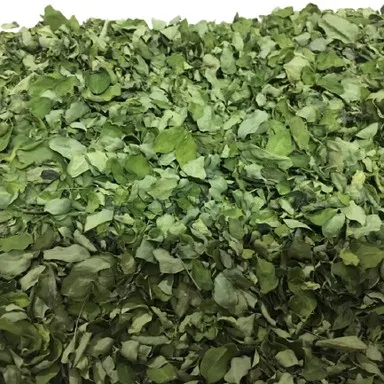 High quality Manufacturer Moringa Dried Leaf (Moringa Oleifera) Immune Booster from India 100% Pure Cheapest Moringa