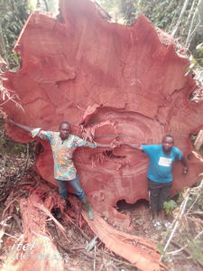 Daimètre — scie en bois dur, bois dur, bois de coco, sabots carrés - Product Image 3