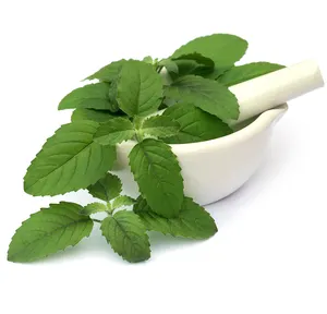 Natürliche 100% Bio Kräuter Real Triple Refined Beste Hochwertige Tulsi Pulver Hersteller Exporteur