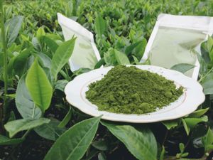 Poudre de thé vert du Vietnam Best Seller 2021 avec le meilleur prix/Poudre de matcha séchée Mme Lily + 84 906 927 736 - Product Image 3