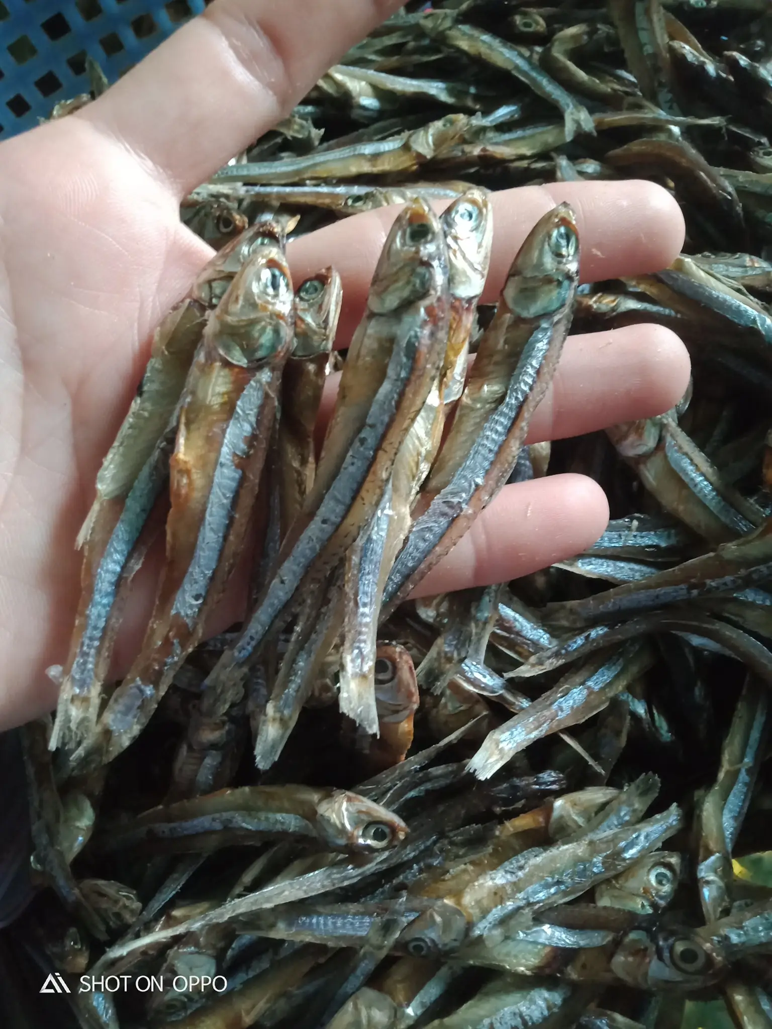 Dried Small Anchovy fish 4-6cm Not Boil Type from Vietnam Supplier 2022