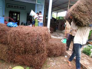 หญ้าเจลลี่อบแห้ง Vilaconic และต้นกำเนิด mesona chinensis ในถุงสำหรับตลาดประเทศไทย + 84905010988 - Product Image 2