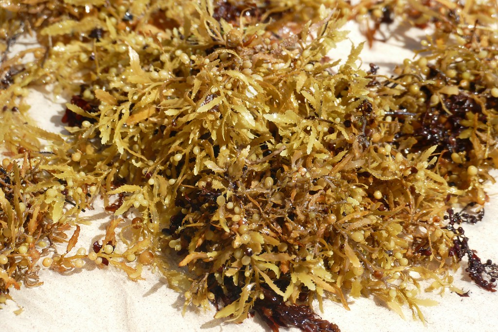 来自越南的散装海苔干马尾藻海藻 - buy dried sargasso seaweed