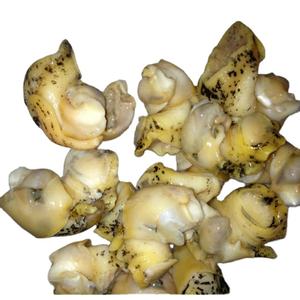 แช่แข็งปรุงสุกหอย - Product Image 1