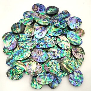 Paua <b>Abalone</b> <b>Shell</b> - Product Image 3