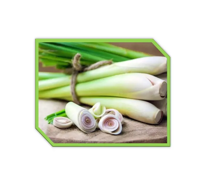 أفضل مورد من زيت عشبة الليمون العطري | LEMONGRASS التقطير بالبخار مستخلص عشبة الليمون من الضروري النفط النقي