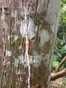 Chất Liệu Tốt Nhất Để Làm Nước Hoa <span class=keywords><strong>Benzoin</strong></span> Siam Resin/ Styrax <span class=keywords><strong>Benzoin</strong></span> Gum Ms.Lucy + 84 929 397 651 - Product Image 5