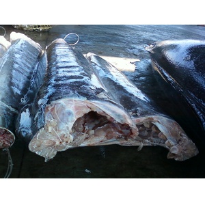 Marlin blanc à faible teneur en matière grasse et à faible teneur en sodium de 20kg certifié ISO GMP HACCP de la Côte d'Ivoire Poisson congelé nutritif - Product Image 3