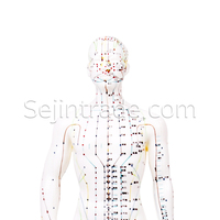 Modelo Anatómico Masculino de 50 cm, Cuerpo de Goma, para Acupuntura, Medicina, Hospitales, Masajes, Clínica de Moxibustión China