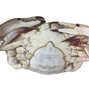 Lame d'arbre de mer, bleu, frais, pour la natation, 500g x 12, 6kg