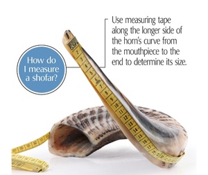 Naturel Ram Shofar Hébreu Trompette Coup de Corne Juif Casher Terre Sainte Israël - Product Image 4