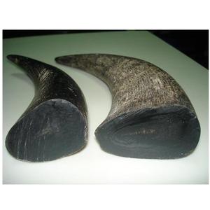 Pointes de corne de buffle noire à vendre Fabricant de pointes de corne de buffle et pointe de corne naturelle polie à la main - Product Image 4