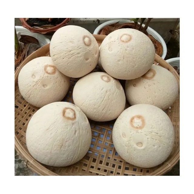 Natural easy open coconuts with metal pull tab / Green remove husk coconut / Vietnam fresh young coconut (Kaylin +84817092069) 99 Gold Data