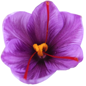 Safran Mogra Kesar frais de qualité supérieure séchés d'Inde-Optez pour le meilleur processus de séchage AD - Product Image 5