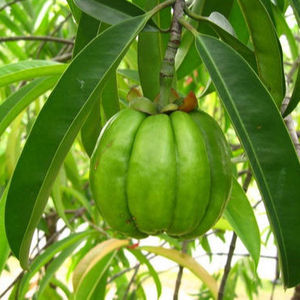 Gommes amincissantes OEM Gommes à base de garcinia cambogia Garcinia pour la perte de poids - Product Image 2