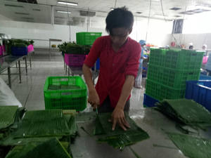 Banane fraîche / Banane ronde Banane carrée Meilleur prix du Vietnam - Product Image 2