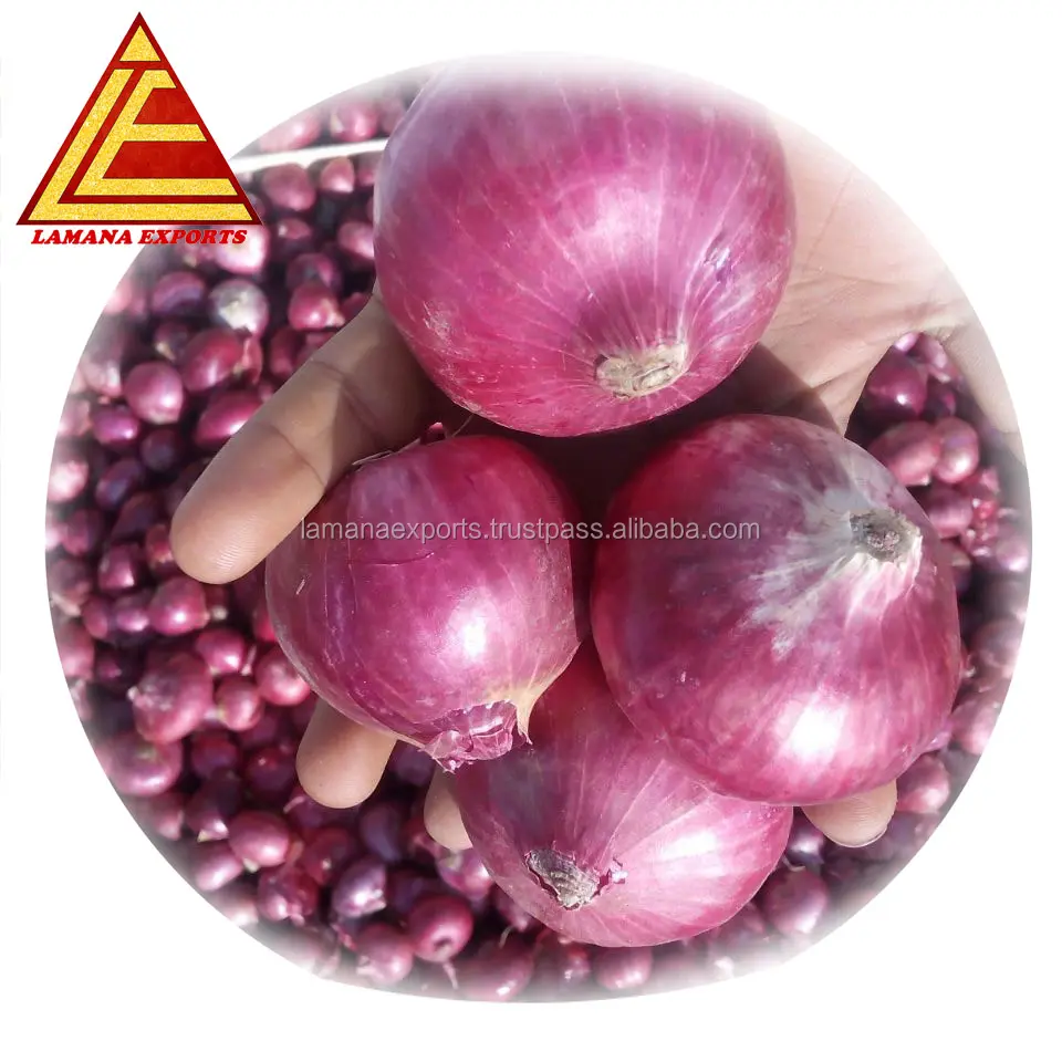 Frische Bellary Red Onion für Thailand 45mm über Premium-Qualität