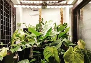 Luz Led de cultivo, reemplazo de <span class=keywords><strong>hps</strong></span> 2,75 W, alta eficacia <span class=keywords><strong>50w</strong></span> a 400w, certificado CE ETL, 600 umol/J - Product Image 3