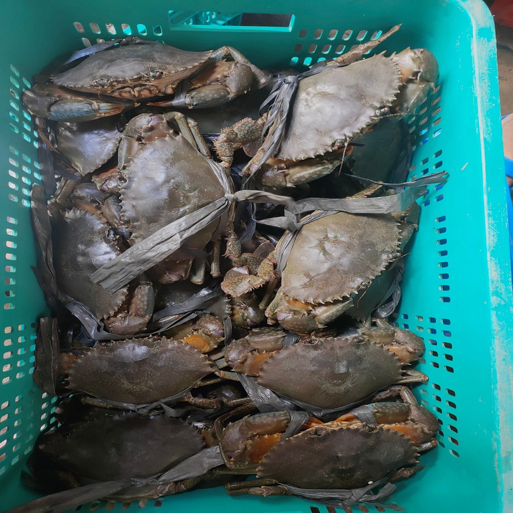 Живой грязевой краб (мужской/женский) грязевой краб-scylla serrata