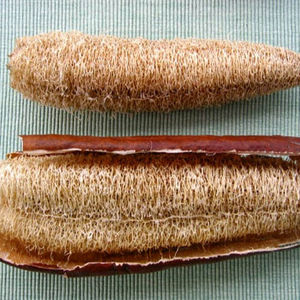 ESPONJAS LUFFA NATURALES ECOLÓGICAS - Product Image 2