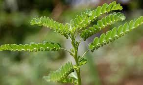 100% PHYLLANTHUS URINARIA SECO NATURAL/GRIPEWEED EN VIETNAM - Product Image 6