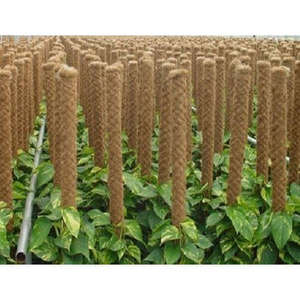 ที่ถูกที่สุดราคา100% อินทรีย์ Coir ไฟเบอร์มะพร้าวพืชสนับสนุนไม้และเสาที่ดีที่สุดเวียดนามผู้ขาย - Product Image 5