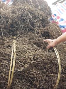 <b>DRIED</b> <b>GRASS</b> JELLY - Product Image 4