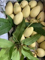 Goedkope prijs, hoge kwaliteit, verse Kent mango's uit Vietnam, groothandel 2021