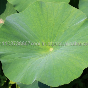 Lotus de haute qualité, meilleure norme, offre spéciale - Product Image 2