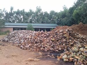 [NOUVEAU PRODUIT!!!] FIBRE DE NOIX DE COCO HAUTE NORME D'EXPORTATION AVEC LE PRIX COMPÉTITIF _ LE PLUS CHOCE POUR VOUS DU VIETNAM 2023 - Product Image 6