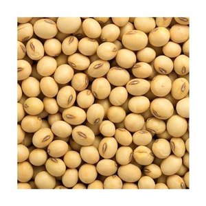 Graines de soja - Product Image 1